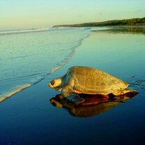 Turtle nesting grounds in nearby Ostional Turtle nesting Ostional