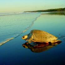 Turtle nesting Ostional