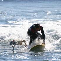 Even the dogs have fun in Pichilemu