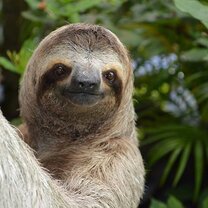 Our neighborhood sloth! sloth costa rica