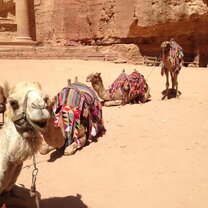 Camels in Petra!