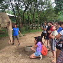 (Thats me in the purple t-shirt) Doing that I love while volunteering at Elephant Nature Park with these gentle giants!