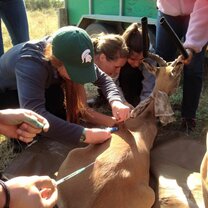 Administering the appropriate medication during the relocation of this antelope.
