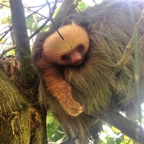 We saw a baby sloth sleeping in its mother's arms on the way to an IFSA field trip!