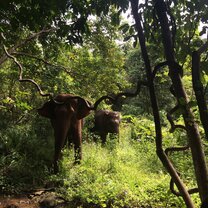 Two of the "Heaven girls" in their magical jungle. Always a highlight of my day.