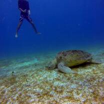 Turtle conservation is a big issue, and a lot of fun!! But you should never lose your head.