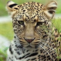 One of the beautiful leopards at the orphanage