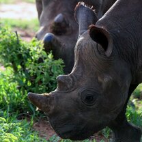 Baby black rhino with his/her mommy at Victoria Falls