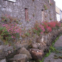 Summer blooms at the bay
