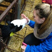 Meeting a friendly calf at Valentia Island in Co. Kerry