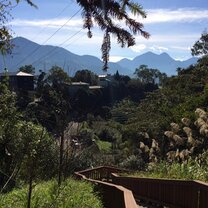 Tea fields in the valley near Sun Moon Lake.