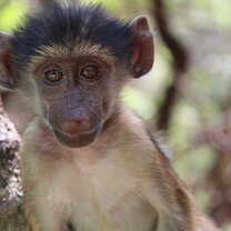 Irini - the orphan baboon that arrived just a week into my stay. It was fantastic to see her grow up, and learn about their colourations.