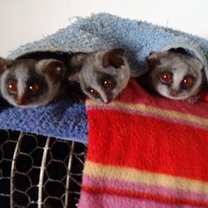 3 bushbabies