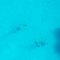 Freediving 45 feet down to check out a Nurse Shark.