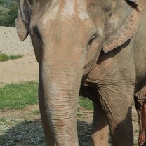 One of my favorite parts of the trip was spending time with the Elephants.. This is Mae Boon Ma and she's the highly revered part white Elephant at ENP. White Elephants have 11 characteristics that make them a White Elephant, whereas Mae Boon Ma only has 5.