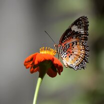 There aren't just Elephants at the Elephant Nature Park. There are hundreds of cats and dogs, as well as lots of bugs! So many beautiful butterflies to choose from, but I picked the Leopard Lacewing Butterfly. At the end of my trip, Kevin Connelly, my group leader set up an "award ceremony" at our last dinner. We all got our PD Crew T-shirts and were awarded with a photo of ourselves and a caption. Can you guess why I was named the Shutterbug?