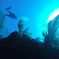 Diving at the Arch