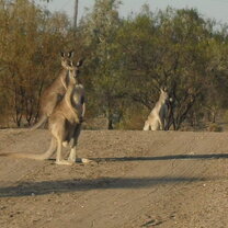 Never tired of seeing these guys!!