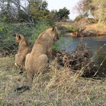 two lions sitting near a river bed in Africa