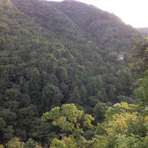 A temple in the forest.