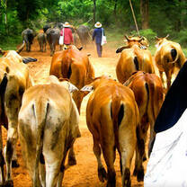 Cow herders in Thailand