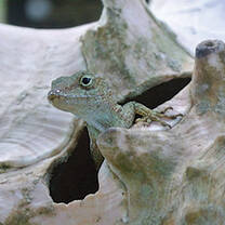 Ecology Study Abroad
