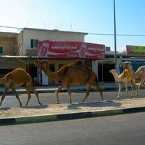 Middlebury School in Jordan: Amman