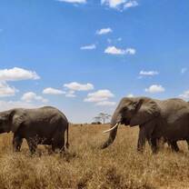 En route to Butiama via Serengeti