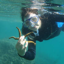 Marine Census at Espiritu Santo Island, Baja Mexico