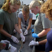 Veterinary Volunteers 