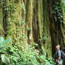 Fernando and a Strangler fig tree 
