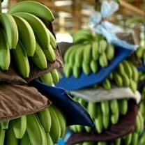 Organic Banana Plantation at Earth University 