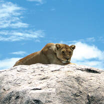 Lion