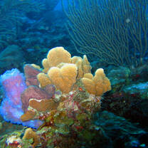 Belize Barrier Reef