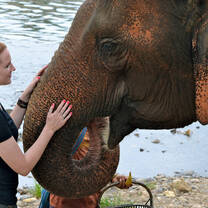 A student meets an elephant in Thailand