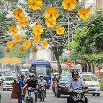 bright orange flowers hanging from tree in city 