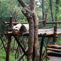 Giant Pandas!