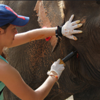 Gain hands-on experience working with elephants.