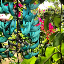 Costa Rican flowers