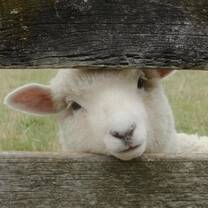 sheep in Matamata, New Zealand