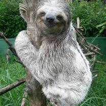 Sloth at the Costa Rica Wildlife Rescue Center