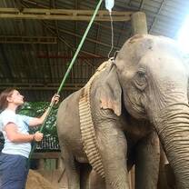 Vet student working with elephant in Thailand