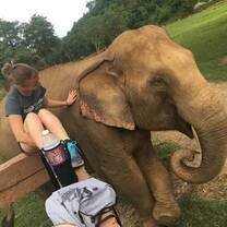 Elephant 