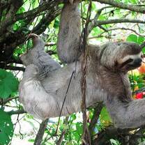 Costa Rican Sloth
