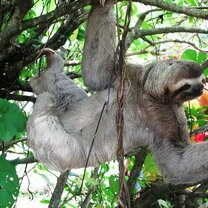 Costa Rican Sloth Costa Rican Sloth