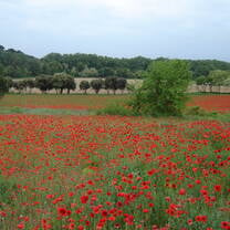 Tutor English to a Host Family in France / Teach in a Homestay