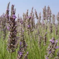 Tutor English to a Host Family in France / Teach in a Homestay