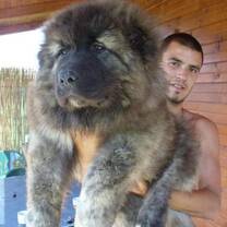 Teaching jobs in Georgia - The Georgian Shepherd is one of the largest dogs