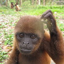 Volunteer in Wildlife Conservation with LV!