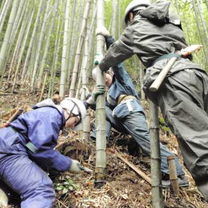 VFP Volunteers work on an environmental project in Japan VFP Volunteers work on an environmental project in Japan